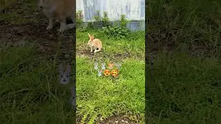 dubidu bidu bidu