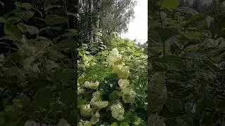 🏡🐕БЕЛАРУСЬ. АХ ЭТИ ЛЕТНИЕ ДОЖДИ! 15 Июля, Макушка Лета. 