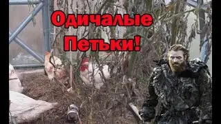 Одичалые петухи в теплице