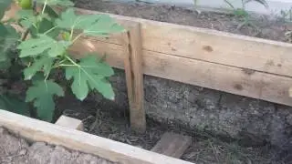 Инжир Рандино, плоды первого урожая.