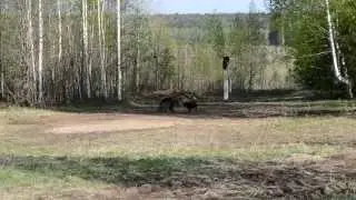 Испытания РЭЛ по медведю (1 диплом)