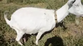 Супер прикольное видео Коза  на прогулке
