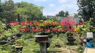 Bón NPK 30-10-10 cho cây mai tháng 3AL Thời điểm , tình trạng cây và liều lượng, cách bón