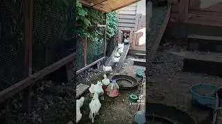Рота боевых утят. Миллионные просмотры на тик токе.