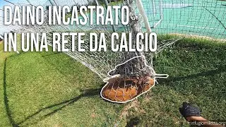 Daino incastrato in una rete nel campo di calcio di Vaprio d'Agogna