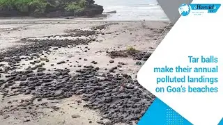 Tar balls make their annual polluted landings on Goa’s beaches