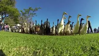 Release The Quacken I