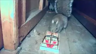 rocky can take a hit
