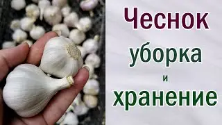 Уборка и хранение чеснока.Как хранить.Где хранить.Убираем. Обрезаем.Разбираем по сортам. 