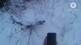 Первоянварский заяц 2024