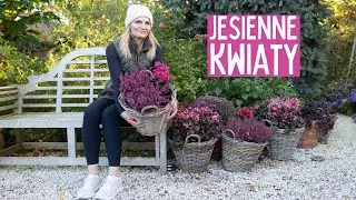 Chryzantemy, Astry, Skalnice i Wrzosy – jak stworzyć piękne jesienne kompozycje w donicach