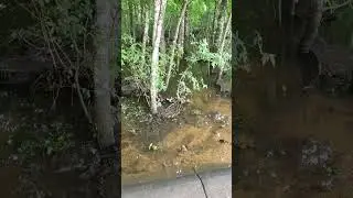 Backyard bug hunt - mosquitoes & recent rain