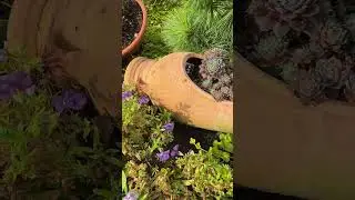 Утро в моём саду 🌟Mein Garten am Morgen 🌟09.09.24
