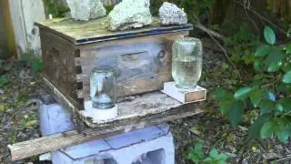 Bee flight activity in ultra high 4k resolution -experiment