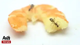 Ants Eating a Prawn in 4K Macro