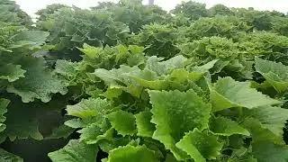 Первые бутоны. Первые цветы..