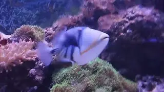 Я в океанариуме 2