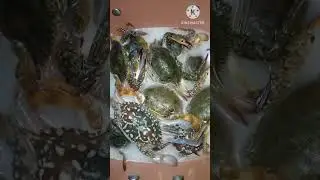 live crabs on the pan | Ginataang alimasag with kalabasa sitaw at malunggay .