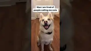 Does she bite? Husky Pomsky is a land shark. 😆 