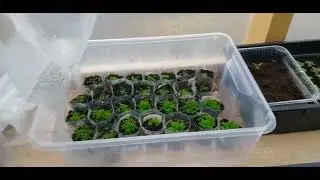Тепличные дела, начала черенковать. Ипомеи от Алины.