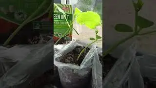 Подкормка рассады