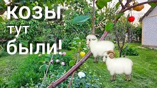 сад-огород 260 томатов,50 бирючин,1 нимфея и др.