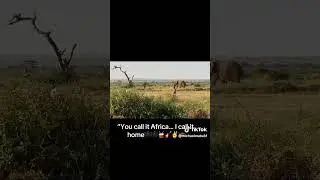 Africa children playing football with elephant (Africa is beautiful)#shorts #africa #ghana #nigeria
