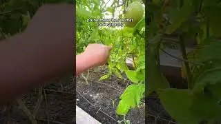 3 Tips on Growing Tomatoes! #tomato #tomatoes #shorts #gardening