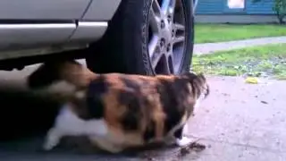 Cat and Mouse Run Around a Tire
