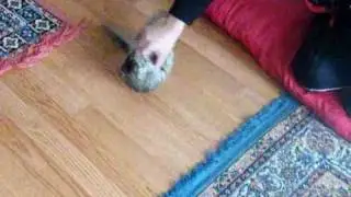 xpir vs pislik