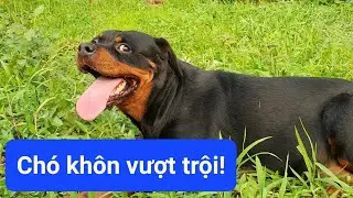 Chó Rottweiler Đức rất khôn| Sự chênh lệch vượt trội
