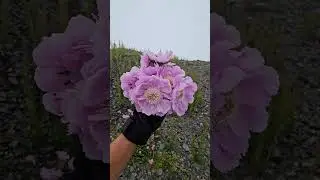 Zezagash