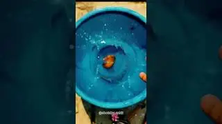 how to make mango slice B roll with phone 📱  #broll #brollcinematic #epicbroll
