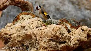 Bebedero de Aves en el Refugio de la Serpiente #2   HIDE FOTOGRAFICO