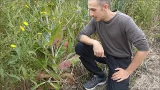 Trinkpause mit der Wilden Karde!