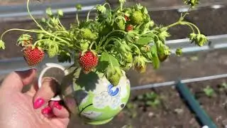 Ягода🍓 покраснела за 7 дней‼️‼️‼️