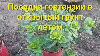 Сажаю новинки гортензии.Хочу Всё!!