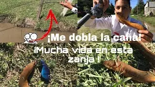PESCA de ANGUILAS con SEÑUELOS/ ‼️impensada pesca en ZANJA‼️/PESCA PDF