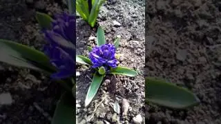 Шмель
