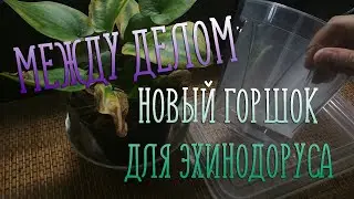 Между делом | Новый горшок для эхинодоруса
