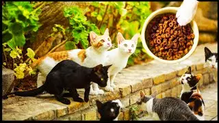 find and feed the cat