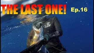 Spearfishing A DREAM come TRUE, BIG AMBERJACK; Groupers, Mottled, Bonito, Amberjacks