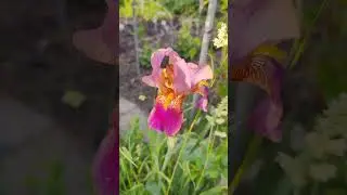 И вновь прекрасный летний день 