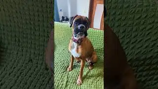 Немецкий боксер Харлюша делает гаф #doglife #mastiff #germanboxer #puppy