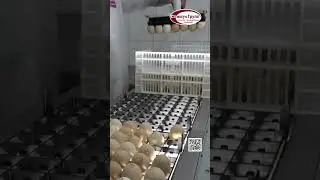 Вакуумный перекладчик #chicken #poultry #вывод