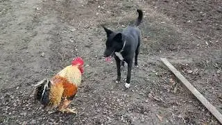 Бой собаки и петуха. Смешные животные