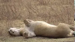 lazy lions
