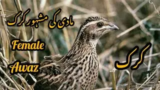 made batair ki krik
