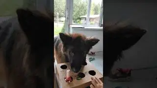 ИГРА В СОСИСКУ😂 #shorts #dog #dogs