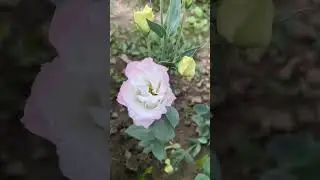 Мой сад